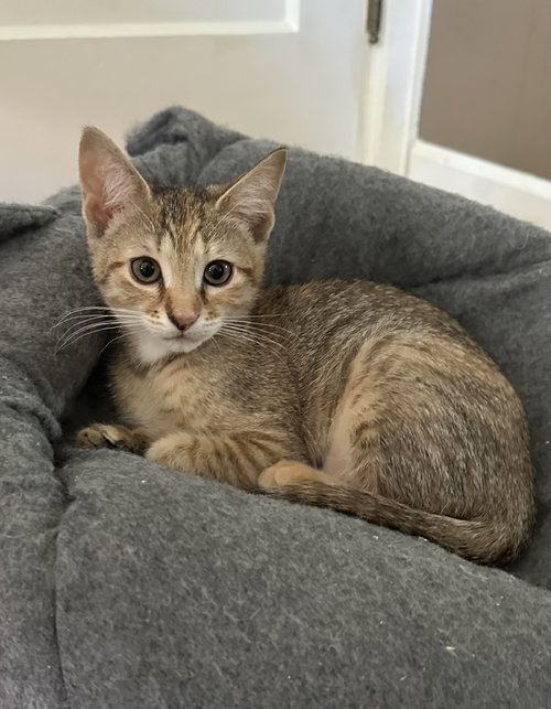 Pop Tart S., Baby Domestic Short Hair (short coat), cat for adoption in Perth Amboy, New Jersey