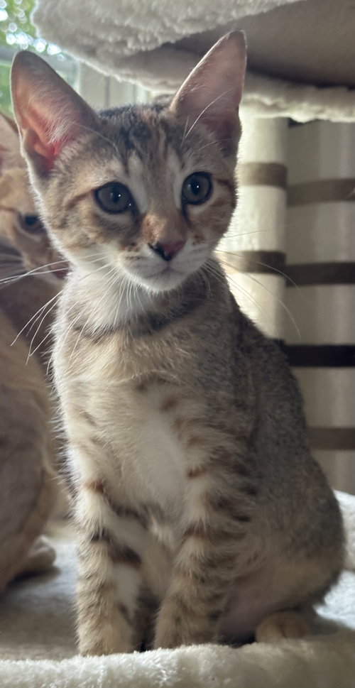 Pop Tart S., an adoptable Domestic Short Hair in Trenton, NJ