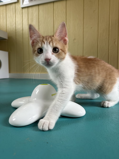 Lemonade S., Baby Domestic Short Hair (short coat), cat for adoption in Perth Amboy, New Jersey