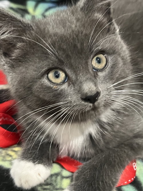 Princess Leia, an adoptable Domestic Short Hair in Trenton, NJ