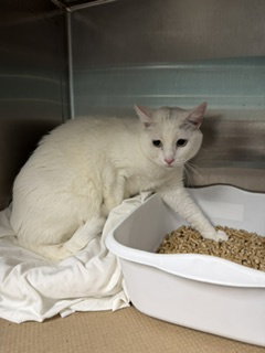 Tanner ( TAS#1), Adult Domestic Short Hair (short coat), cat for adoption in New Brunswick, New Jersey