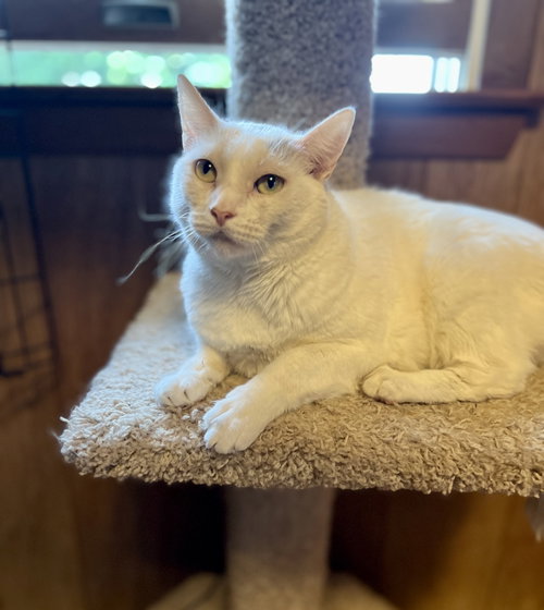 Tanner, Adult Domestic Short Hair (short coat), cat for adoption in Camden, New Jersey