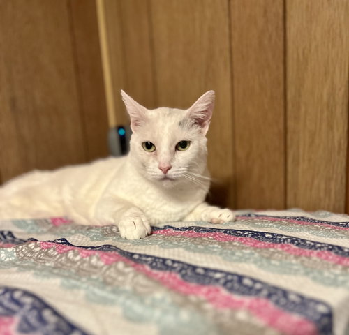 Tanner, Adult Domestic Short Hair (short coat), cat for adoption in Perth Amboy, New Jersey