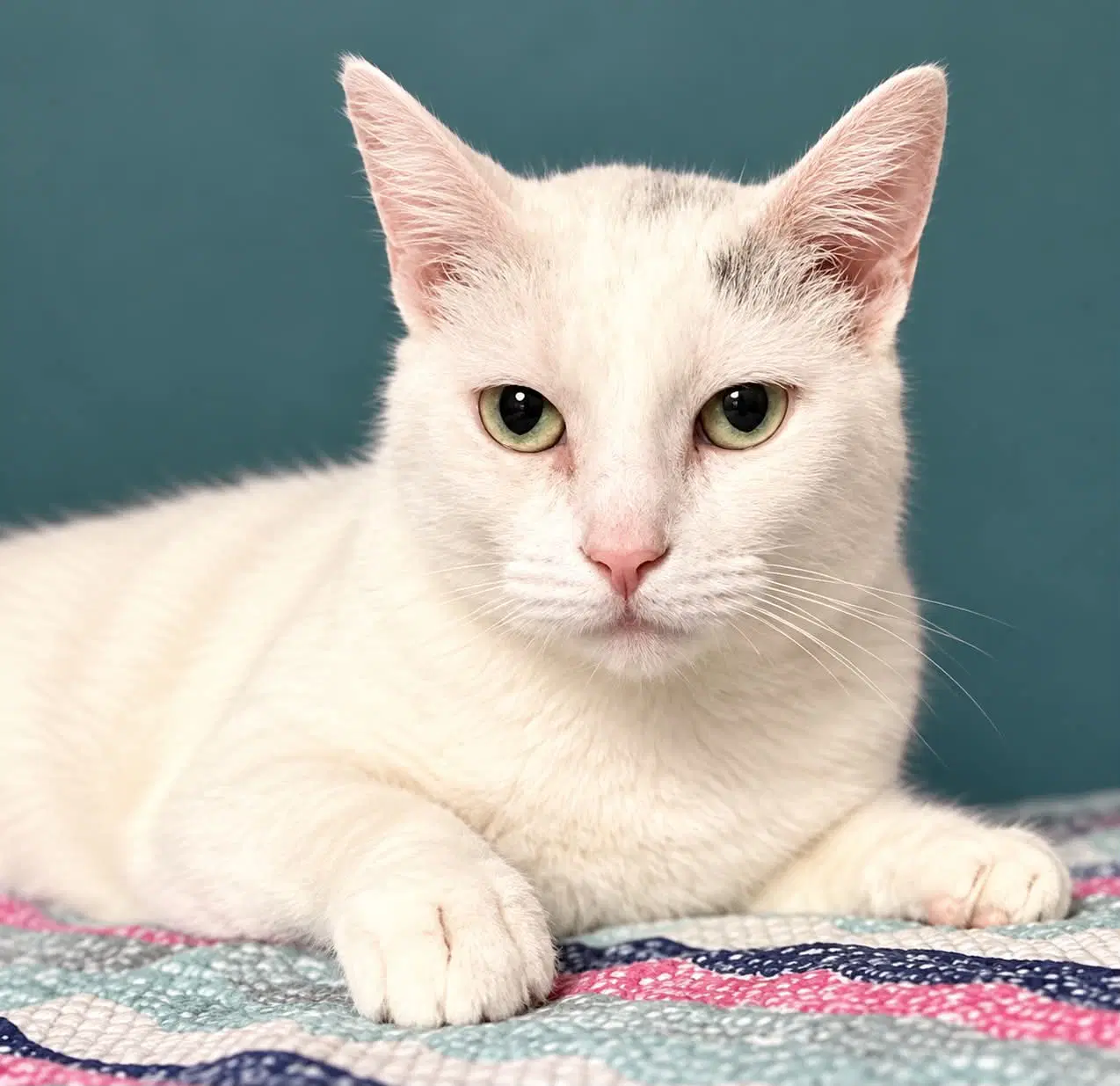Tanner - Domestic Short Hair
