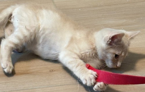 Mr Bingley photo 2