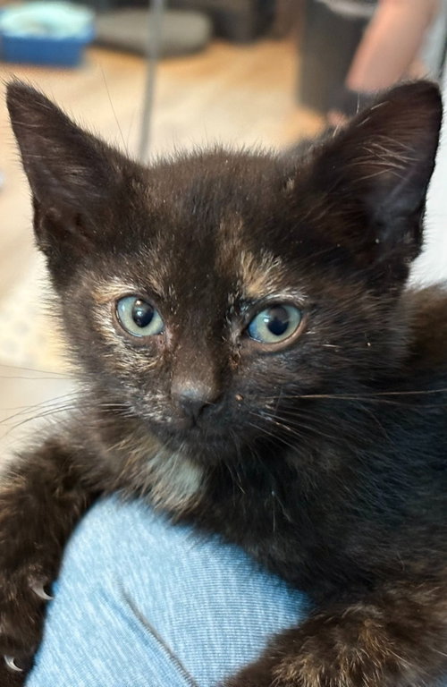 Marianne Dashwood, an adoptable Domestic Short Hair in Trenton, NJ