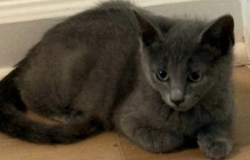 Elinor Dashwood, an adoptable Domestic Short Hair in Trenton, NJ