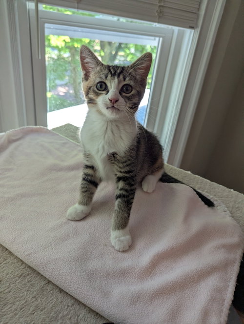 Jazmine, an adoptable Domestic Short Hair in Trenton, NJ