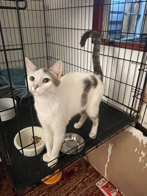 Daisy Mae, an adoptable Domestic Short Hair in Trenton, NJ