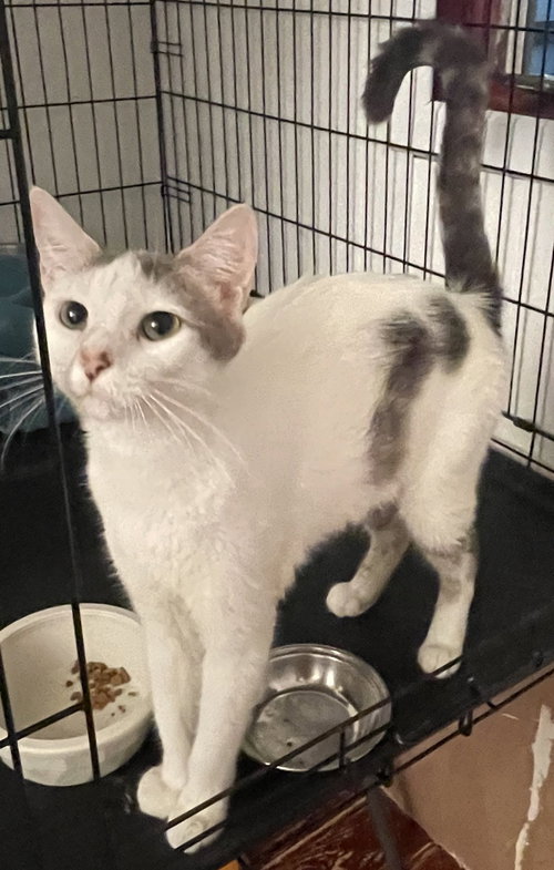 Daisy Mae, Adult Domestic Short Hair (short coat), cat for adoption in New Brunswick, New Jersey