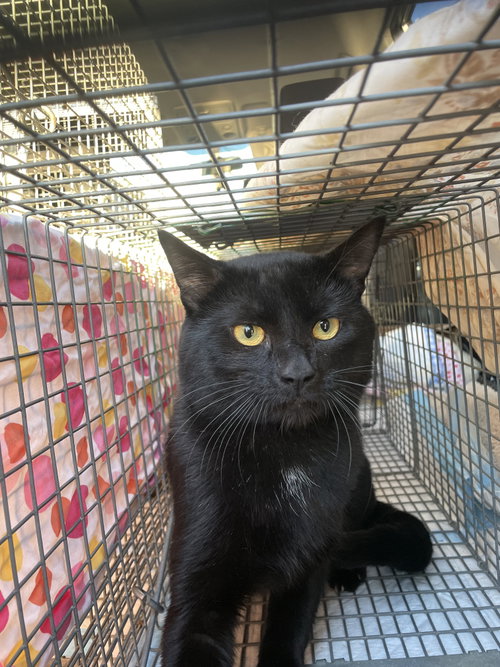 Simon Says, an adoptable Domestic Short Hair in Trenton, NJ