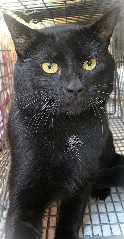 Simon Says, Adult Domestic Short Hair (short coat), cat for adoption in New Brunswick, New Jersey