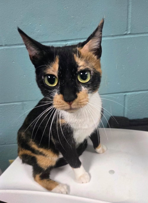 Sasha (TAS #2), Adult Domestic Short Hair (short coat), cat for adoption in New Brunswick, New Jersey