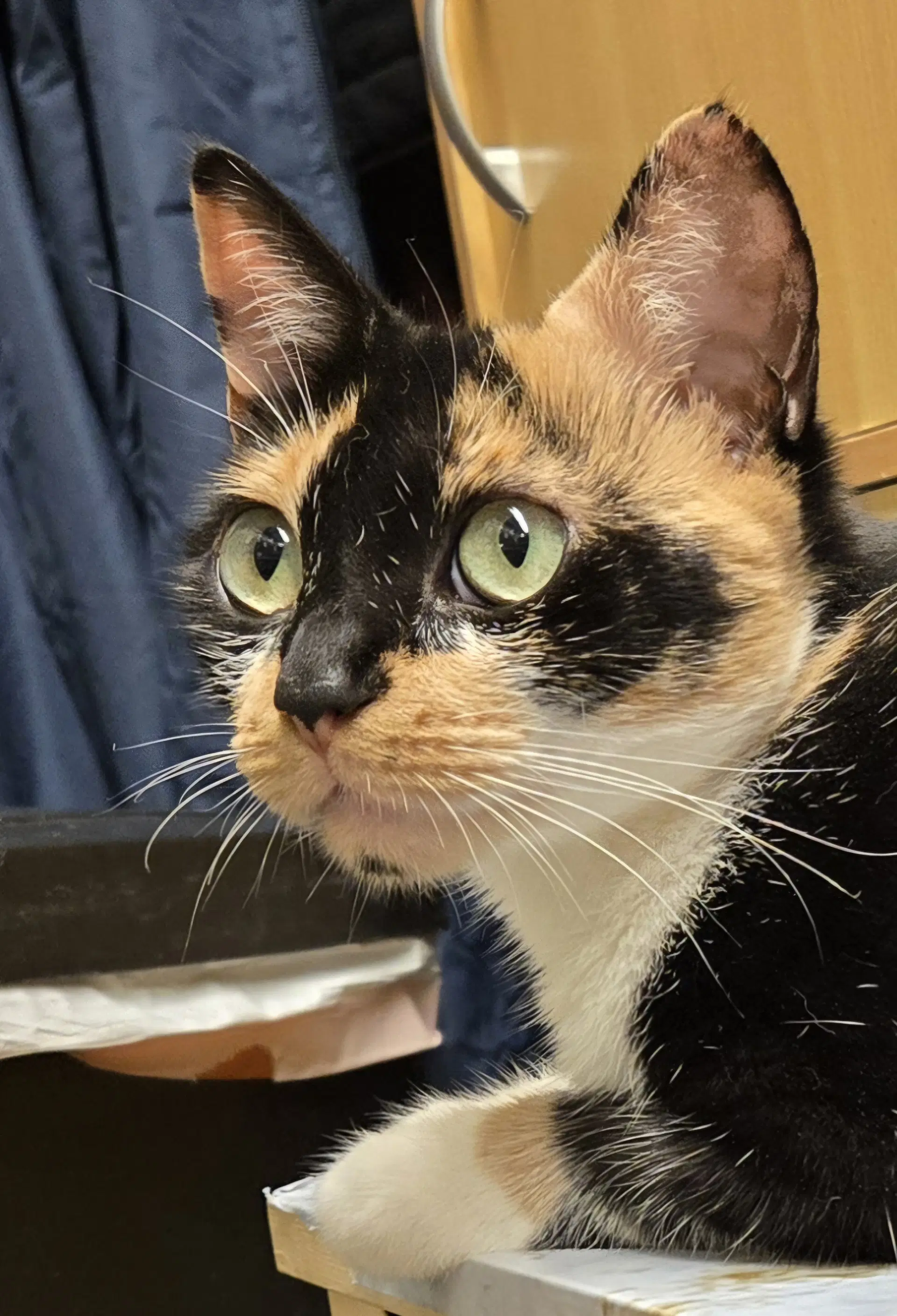 Sasha - Domestic Short Hair