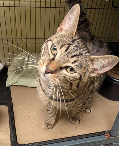 Roth (TAS #20), Adult Domestic Short Hair (short coat), cat for adoption in New Brunswick, New Jersey