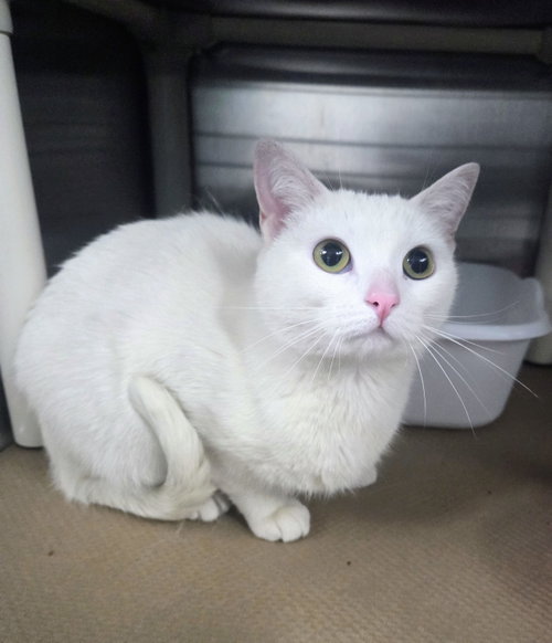 Snow White (TAS #9), Adult Domestic Short Hair (short coat), cat for adoption in New Brunswick, New Jersey