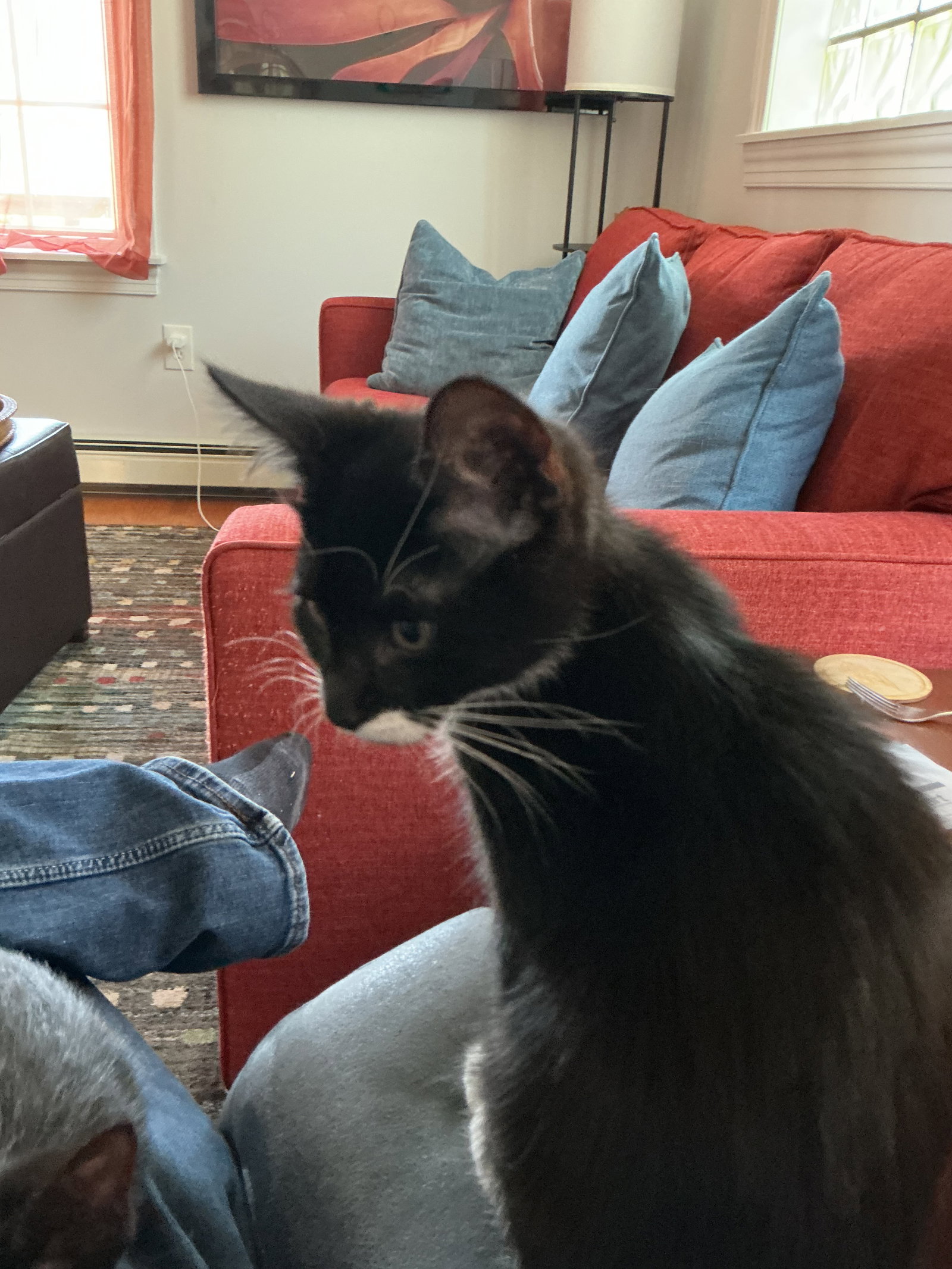 Icelandic Glacial, cat