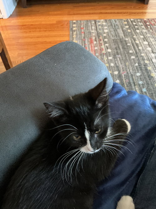 S.Pellegrino, a cat for adoption from Trenton Cats Rescue