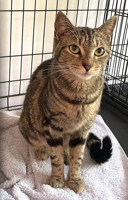 Peggy Anne, Young Domestic Short Hair (short coat), cat for adoption in New Brunswick, New Jersey