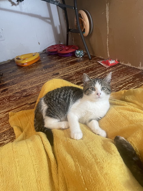 Denzil, Baby Domestic Short Hair (short coat), cat for adoption in New Brunswick, New Jersey