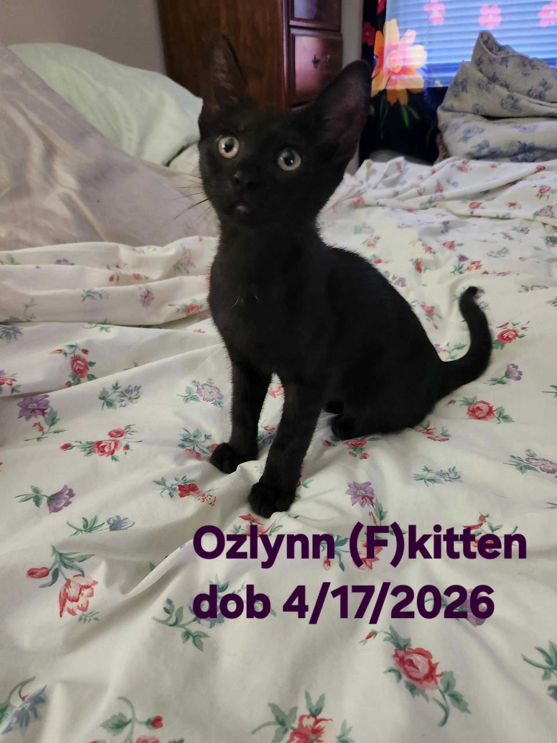 Ozlynn - Domestic Short Hair