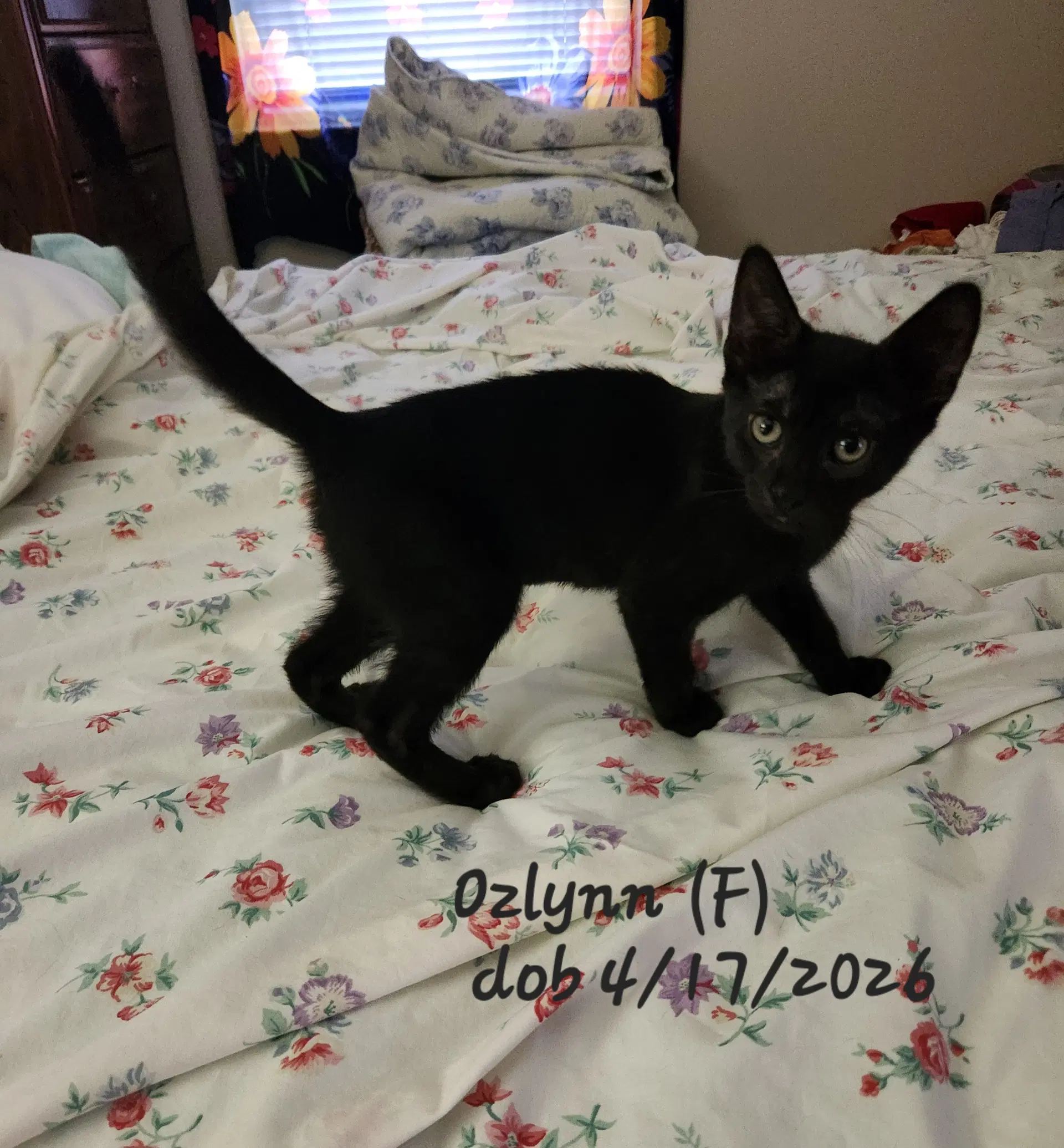 Ozlynn image 2