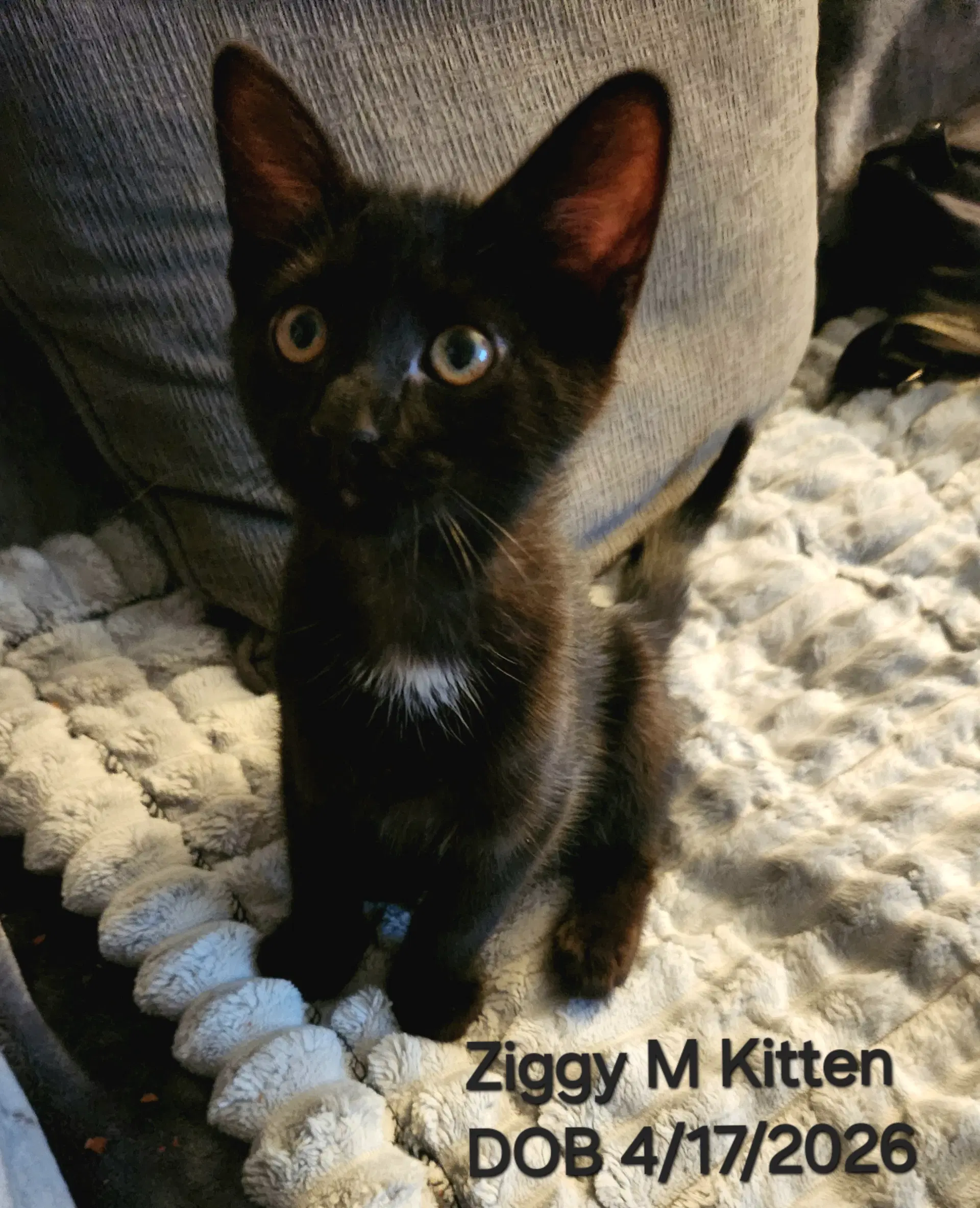 Ziggy - Domestic Short Hair