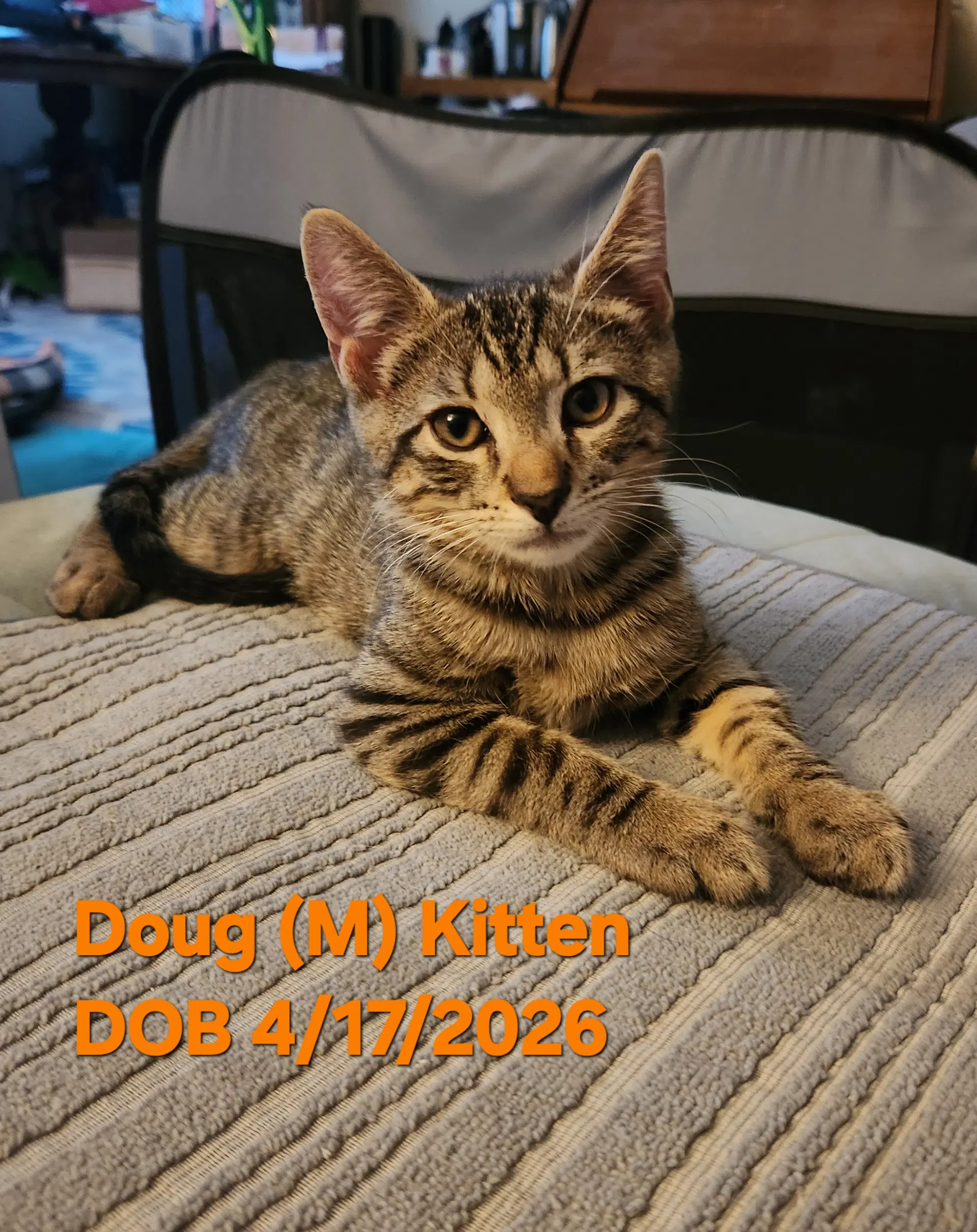 Doug image 2