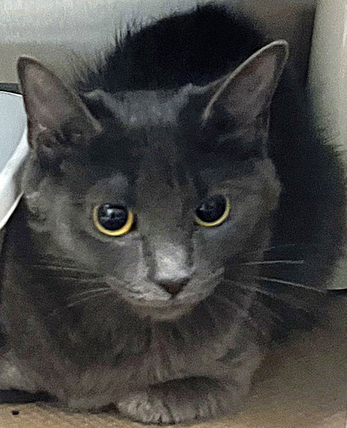 Jackson (TAS #6), Adult Domestic Short Hair (short coat), cat for adoption in New Brunswick, New Jersey