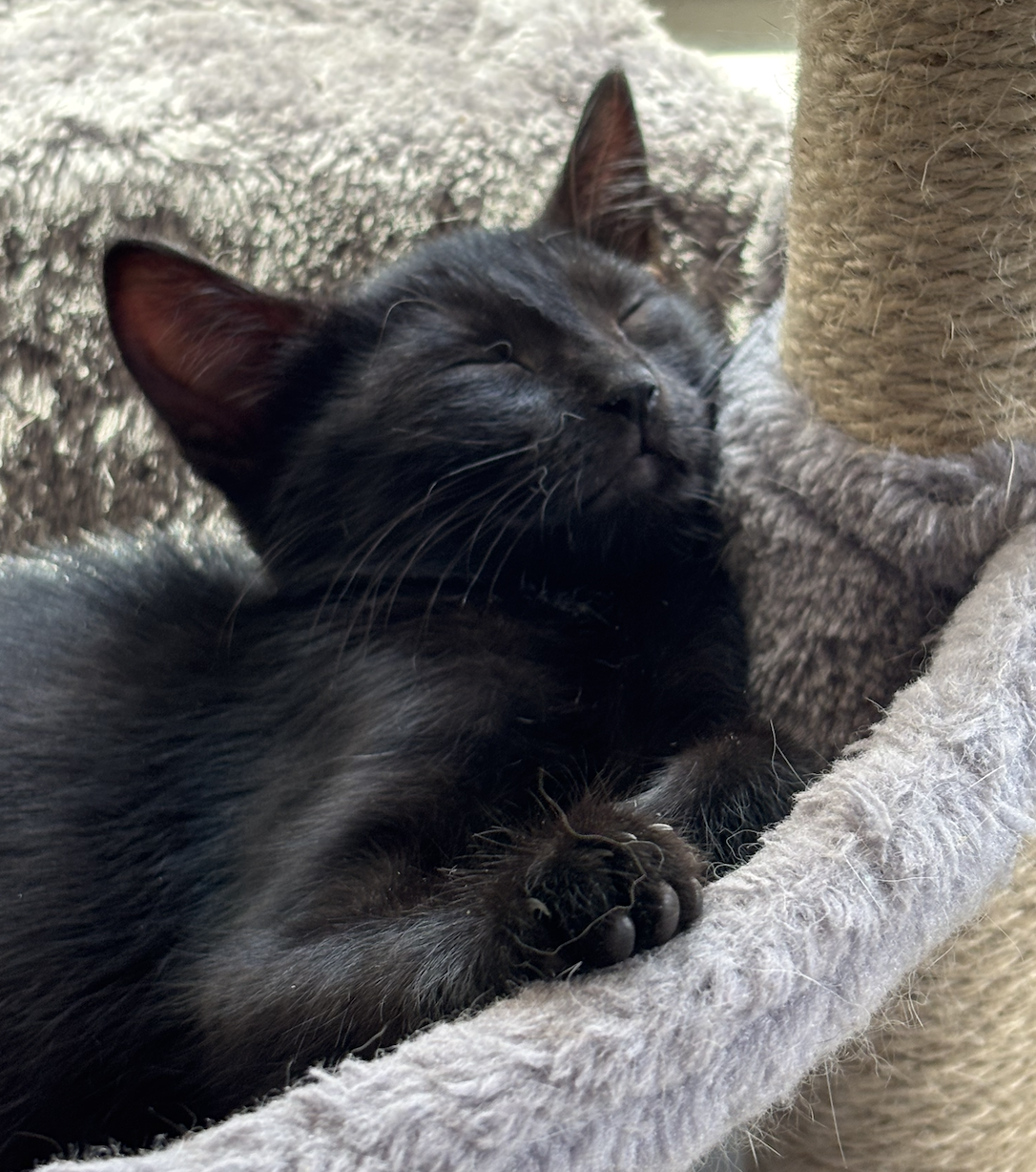 Jacqui, cat