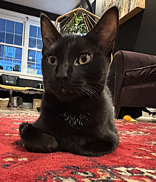 Jacqui, a cat for adoption from Trenton Cats Rescue