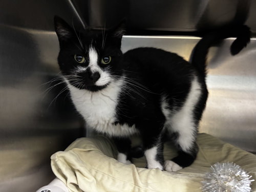 Patches (TAS #4), Adult Domestic Short Hair (short coat), cat for adoption in New Brunswick, New Jersey