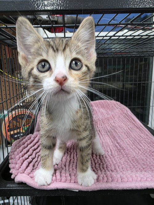 Crew Cut, Baby Domestic Short Hair (short coat), cat for adoption in New Brunswick, New Jersey