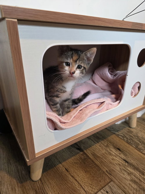 Bangs, Baby Domestic Short Hair (short coat), cat for adoption in New Brunswick, New Jersey