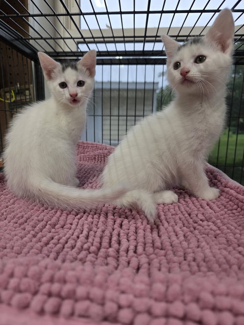 Bowl Cut, Baby Domestic Short Hair (short coat), cat for adoption in New Brunswick, New Jersey