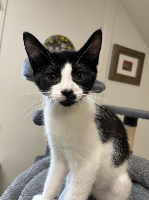 Tiny Dancer, an adoptable Domestic Short Hair in Trenton, NJ