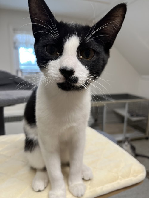 Tiny Dancer (and Jersey Girl), a cat for adoption from Trenton Cats Rescue