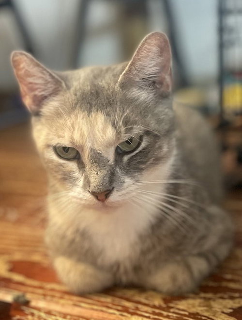Africa, an adoptable Domestic Short Hair in Trenton, NJ