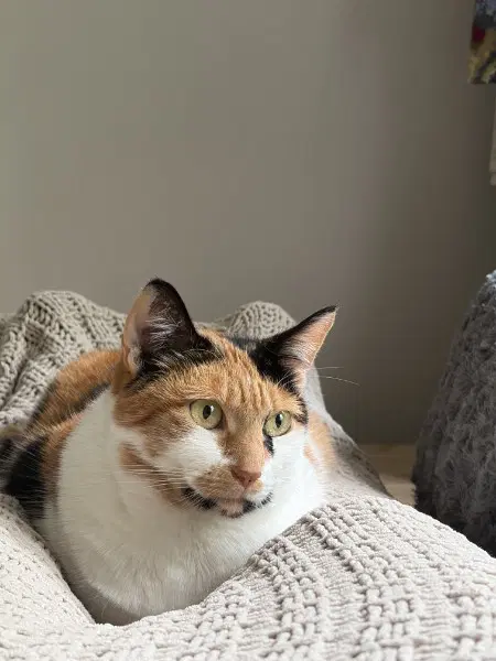 Nani And Chito - Domestic Short Hair