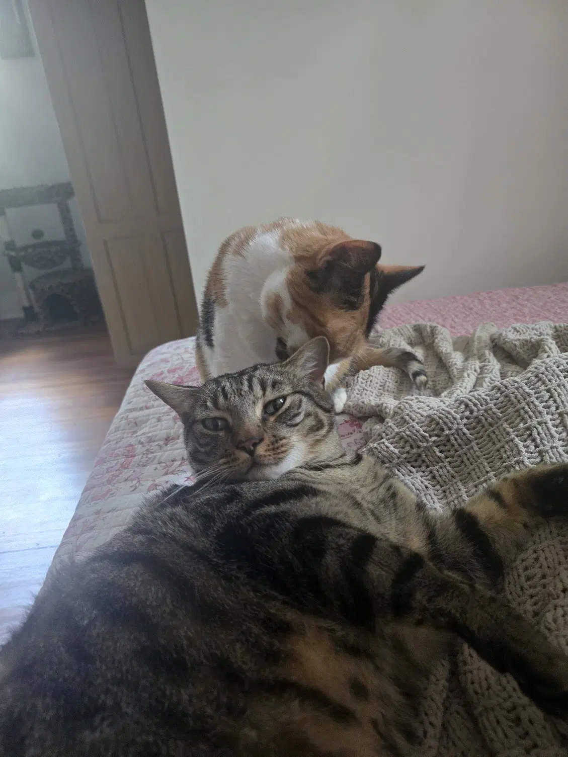 Chito And Nani - Domestic Short Hair