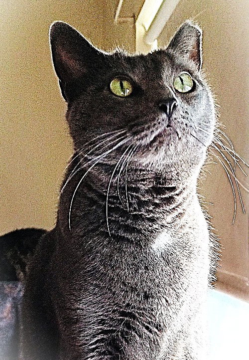 Cindy, Senior Domestic Short Hair (short coat), cat for adoption in New Brunswick, New Jersey