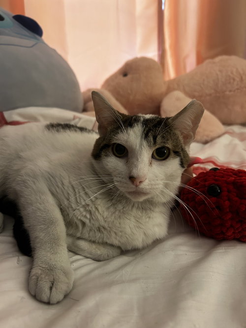 Porkchop photo 2