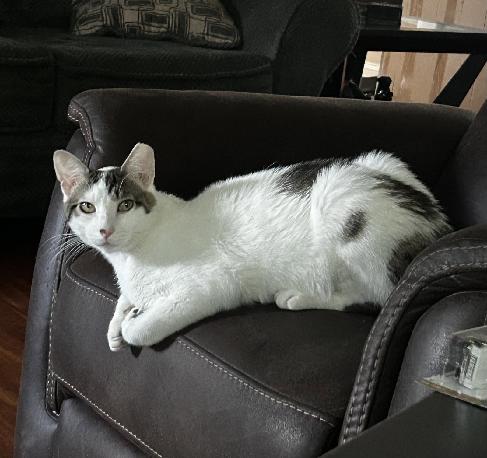 Porkchop, cat