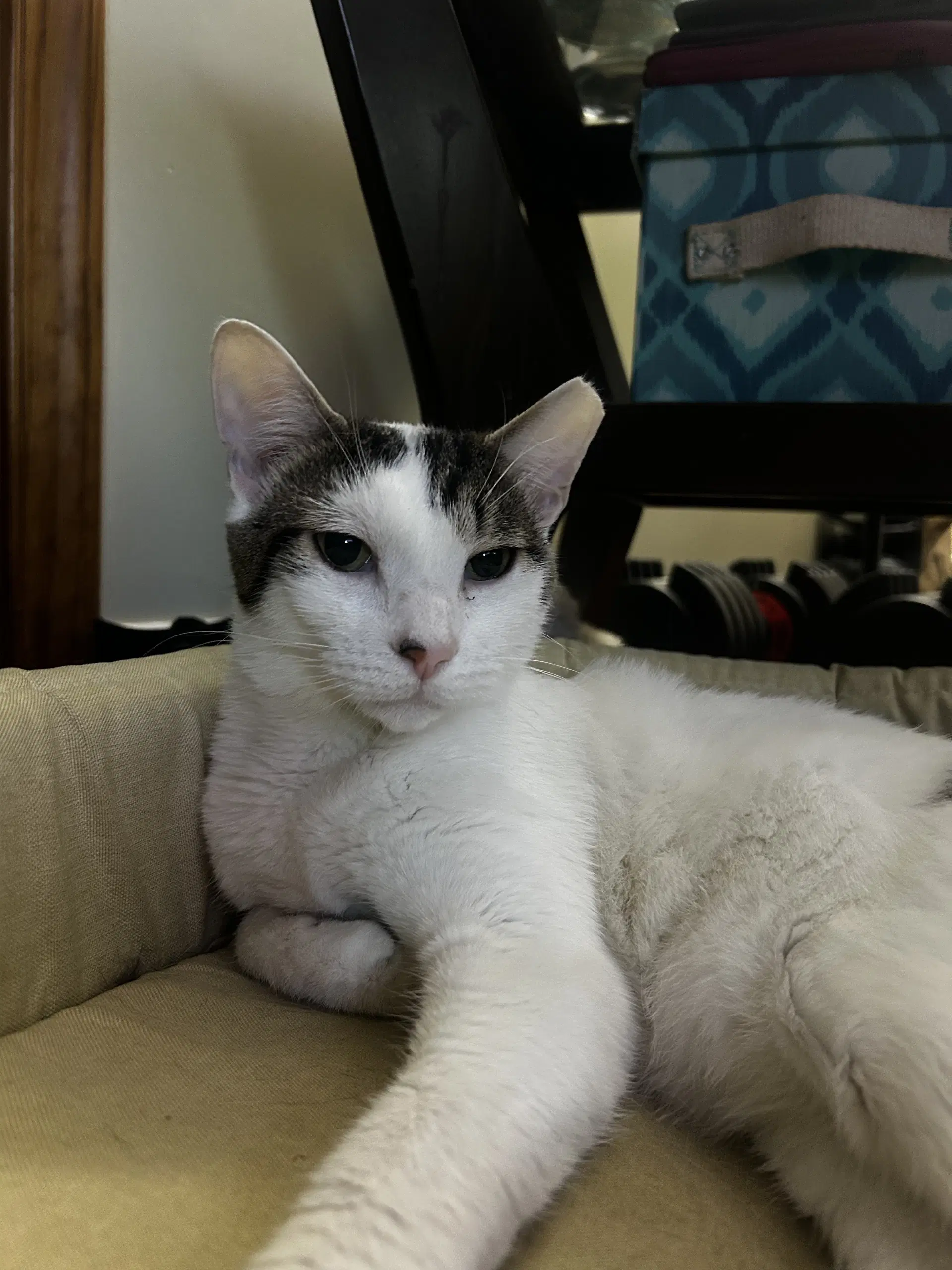 Porkchop image 2