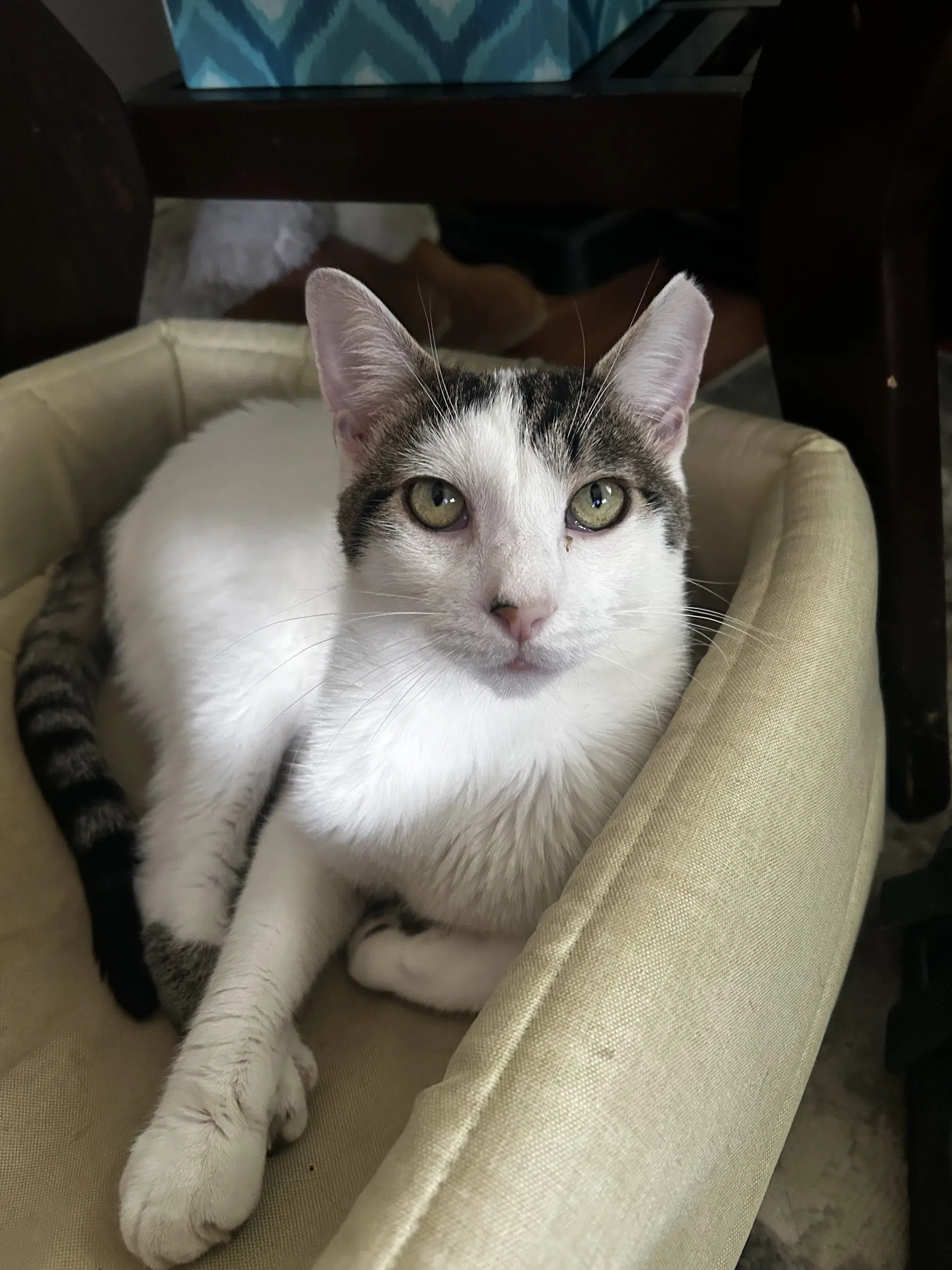 Porkchop - Domestic Short Hair