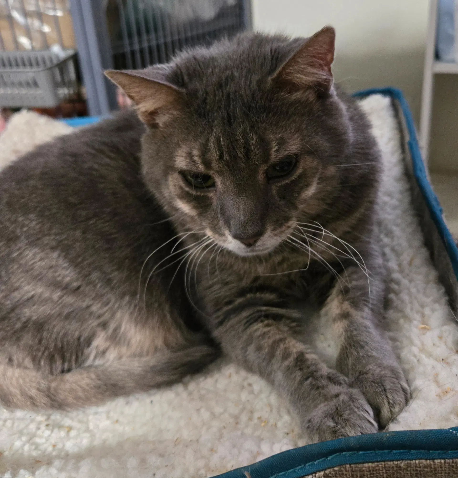 Lucky Lupi - Domestic Short Hair