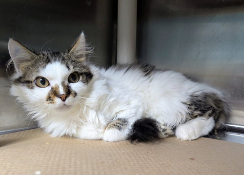 Mickey (TAS #5), Adult Domestic Medium Hair (medium coat), cat for adoption in Perth Amboy, New Jersey