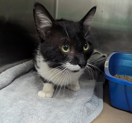 George (TAS #3), Adult Domestic Medium Hair (medium coat), cat for adoption in Bethlehem, Pennsylvania