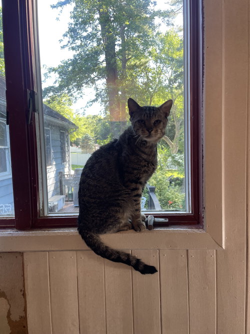 Fenster