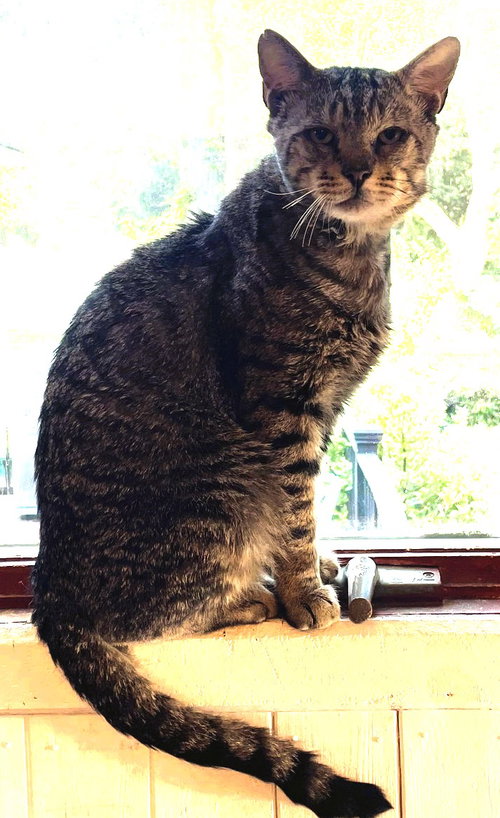 Fenster, Adult Domestic Short Hair (short coat), cat for adoption in Plainfield, New Jersey